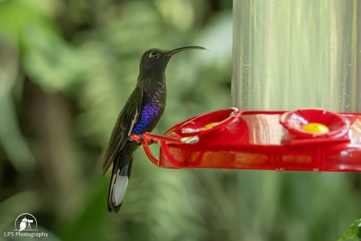 Violet Sabrewing - ML646072966