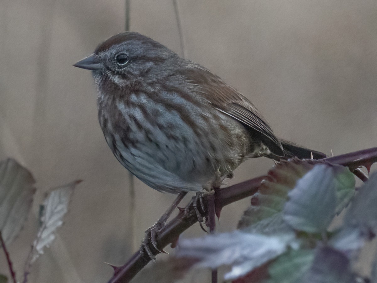 Song Sparrow (rufina Group) - ML646072973