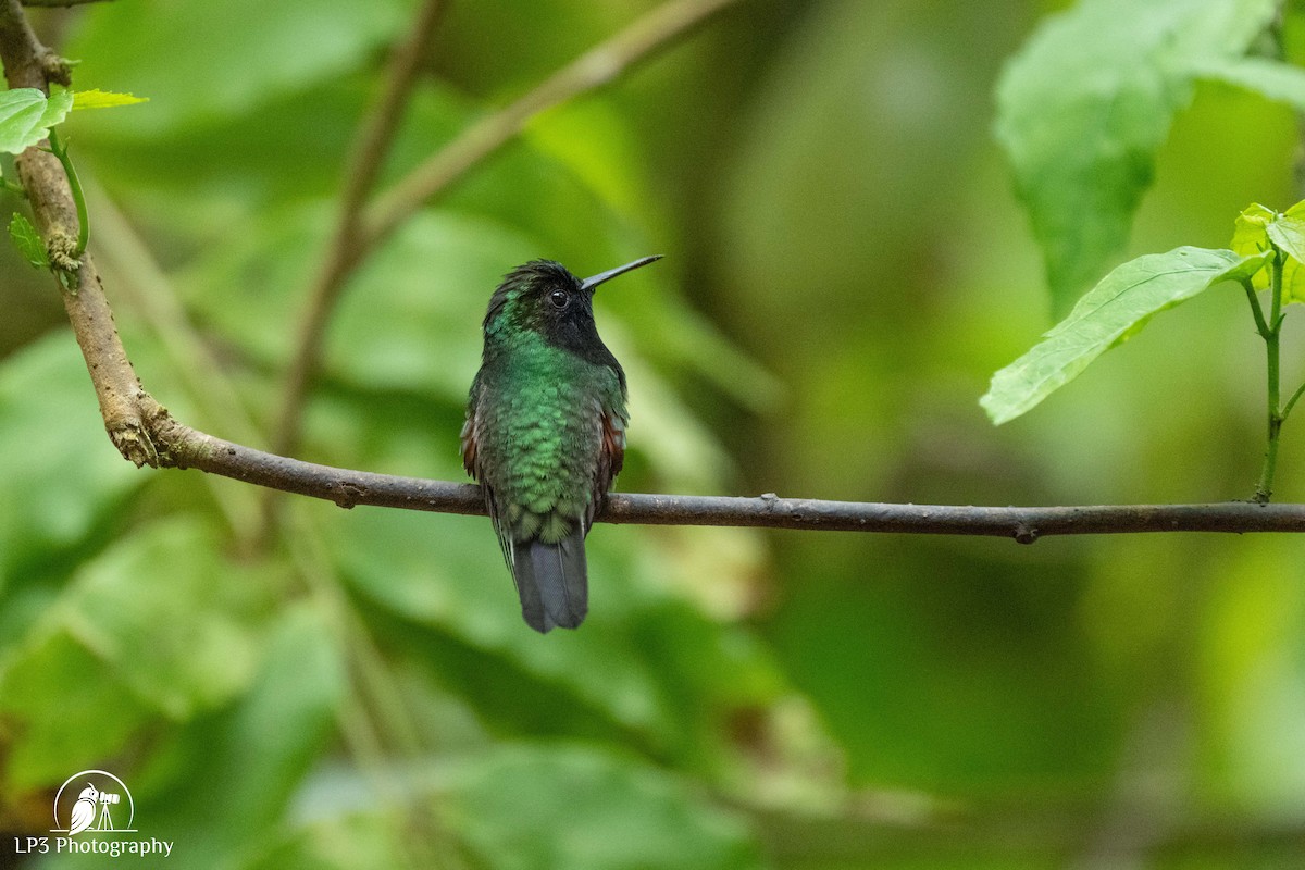 Black-bellied Hummingbird - ML646072974