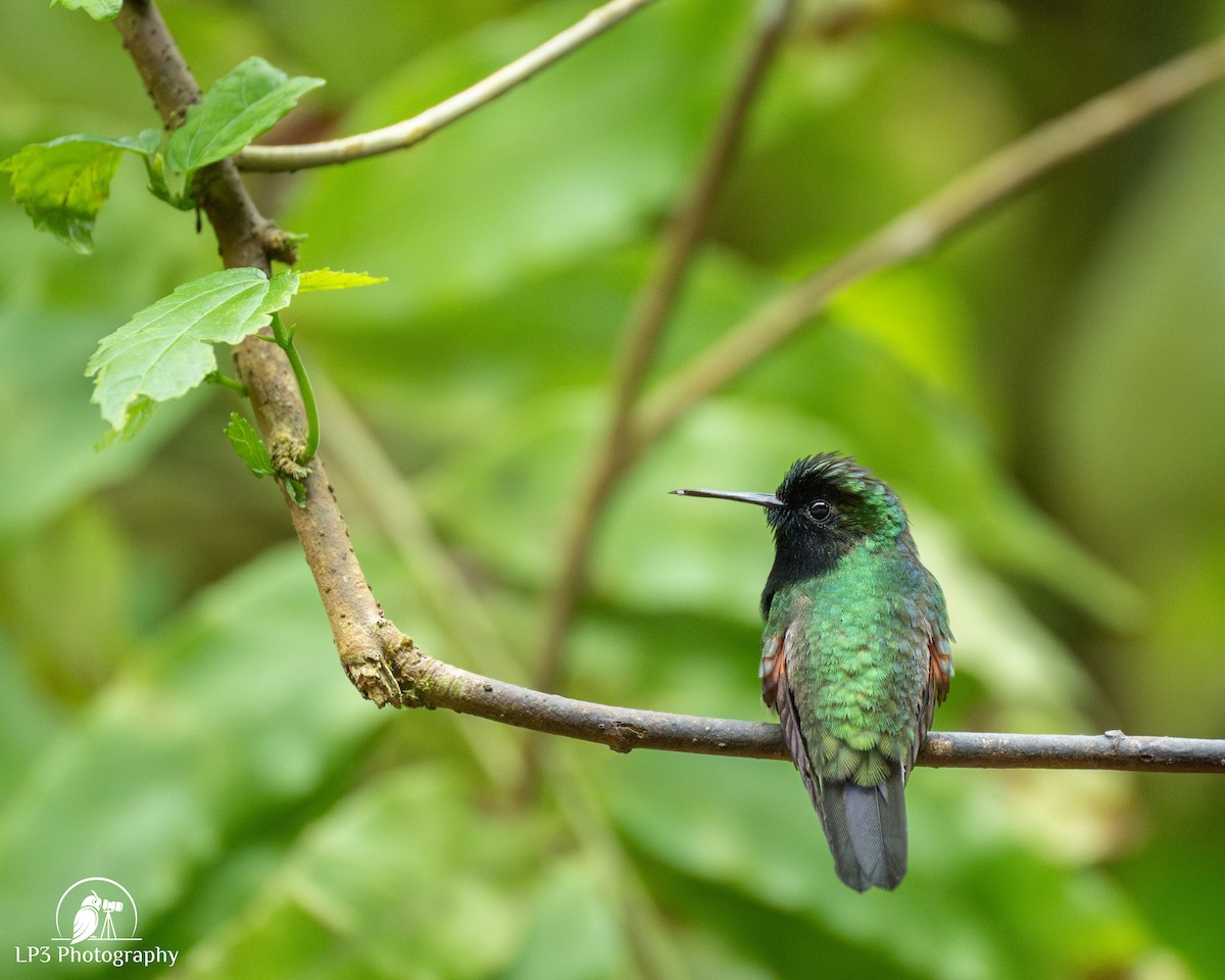 Black-bellied Hummingbird - ML646072978
