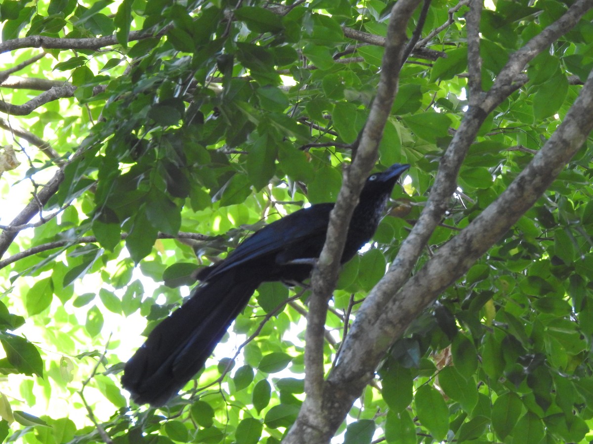 Greater Ani - ML646072980