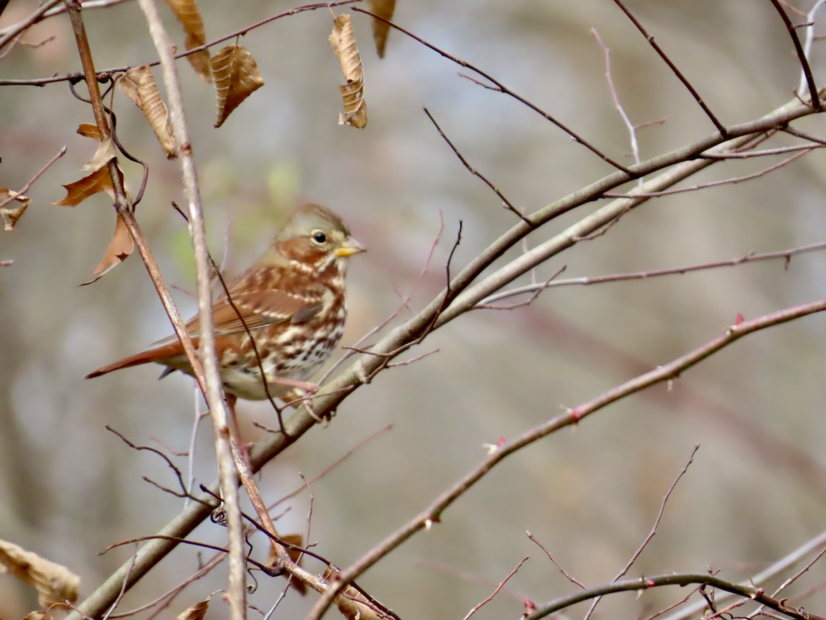 Fox Sparrow - ML646072982