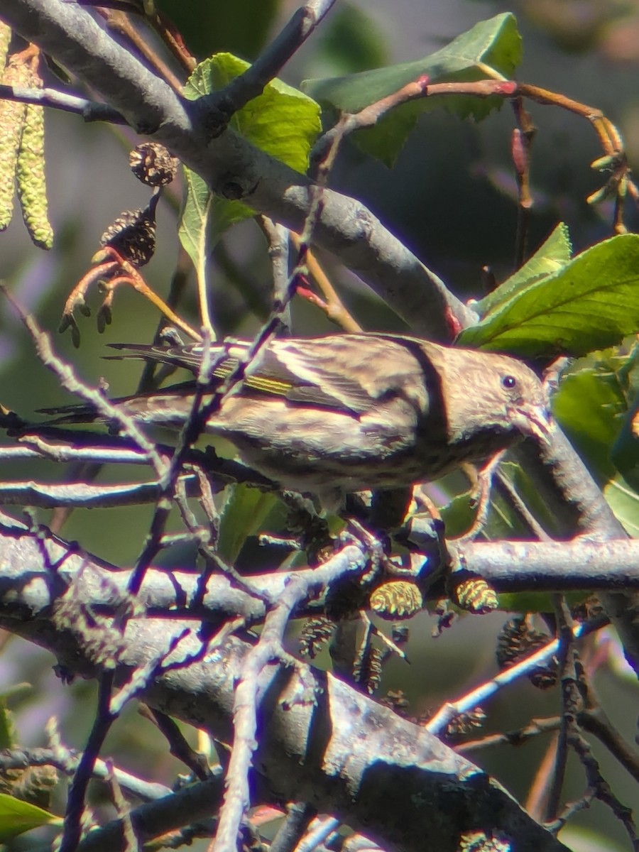 stripesisik - ML646072983