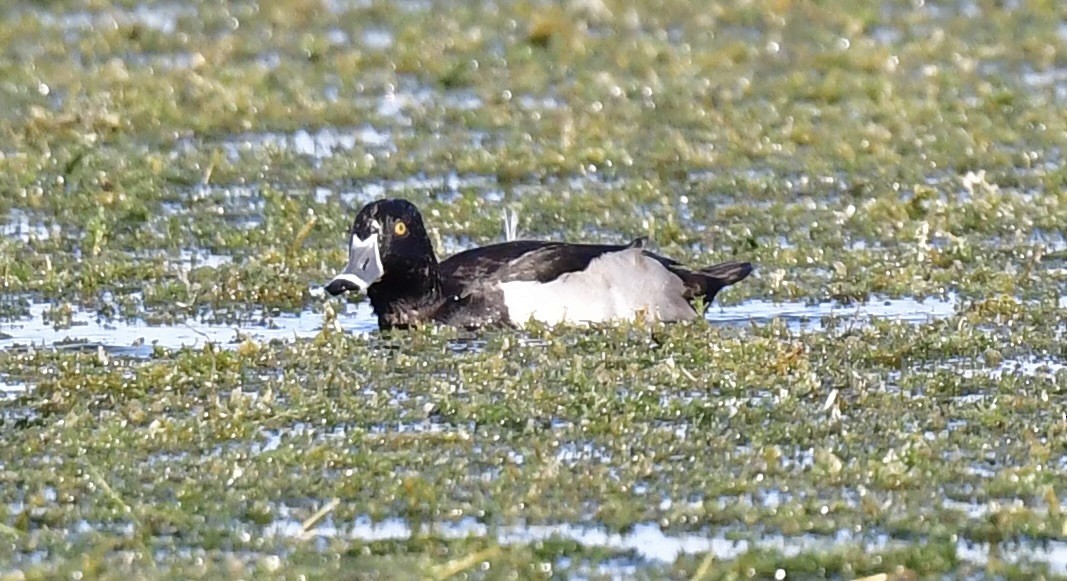 Ring-necked Duck - ML646072989