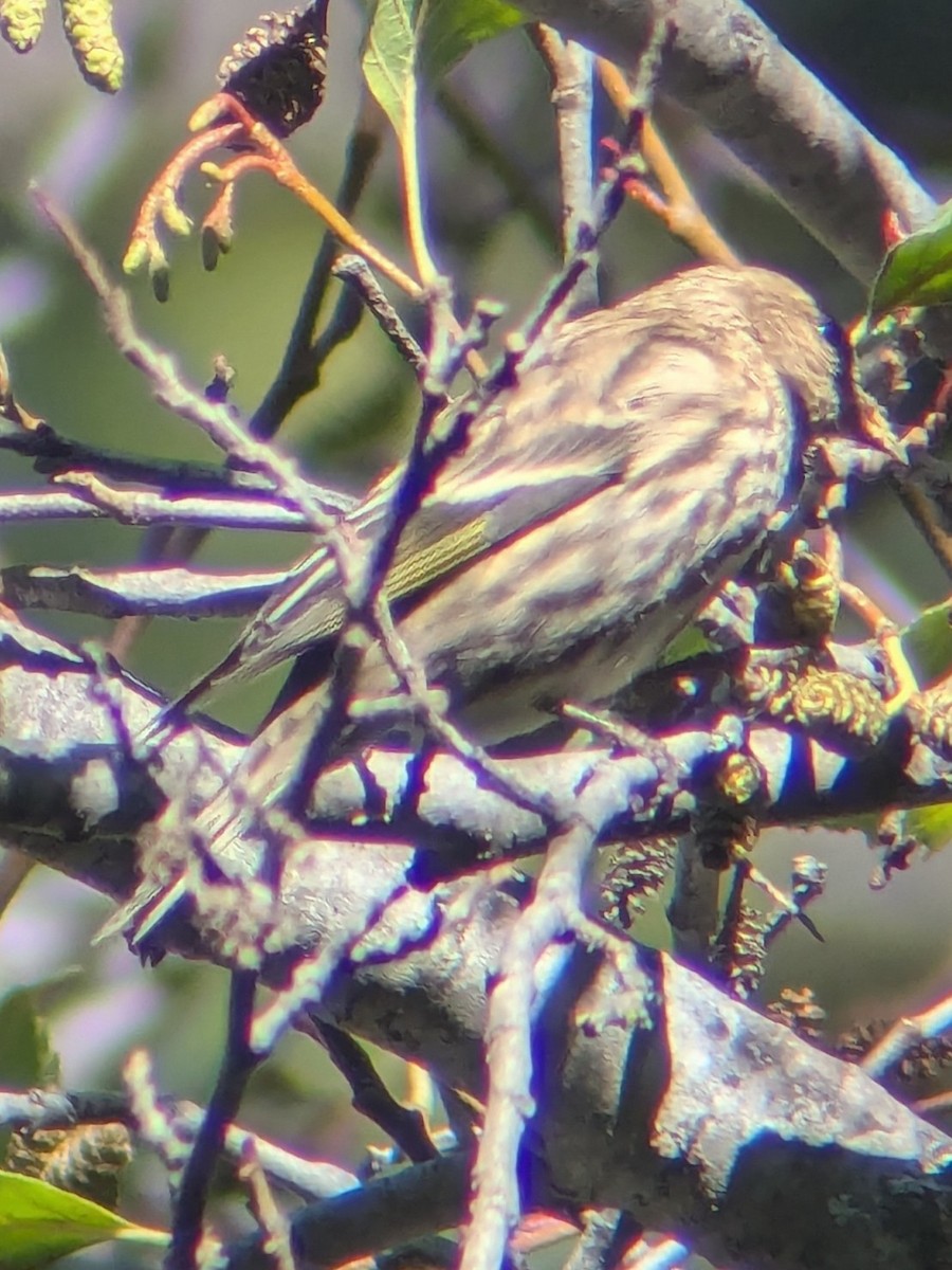 stripesisik - ML646072993