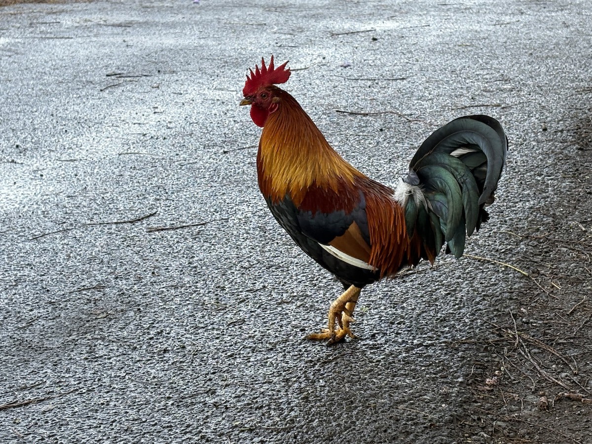 Red Junglefowl (Domestic type) - ML646072994