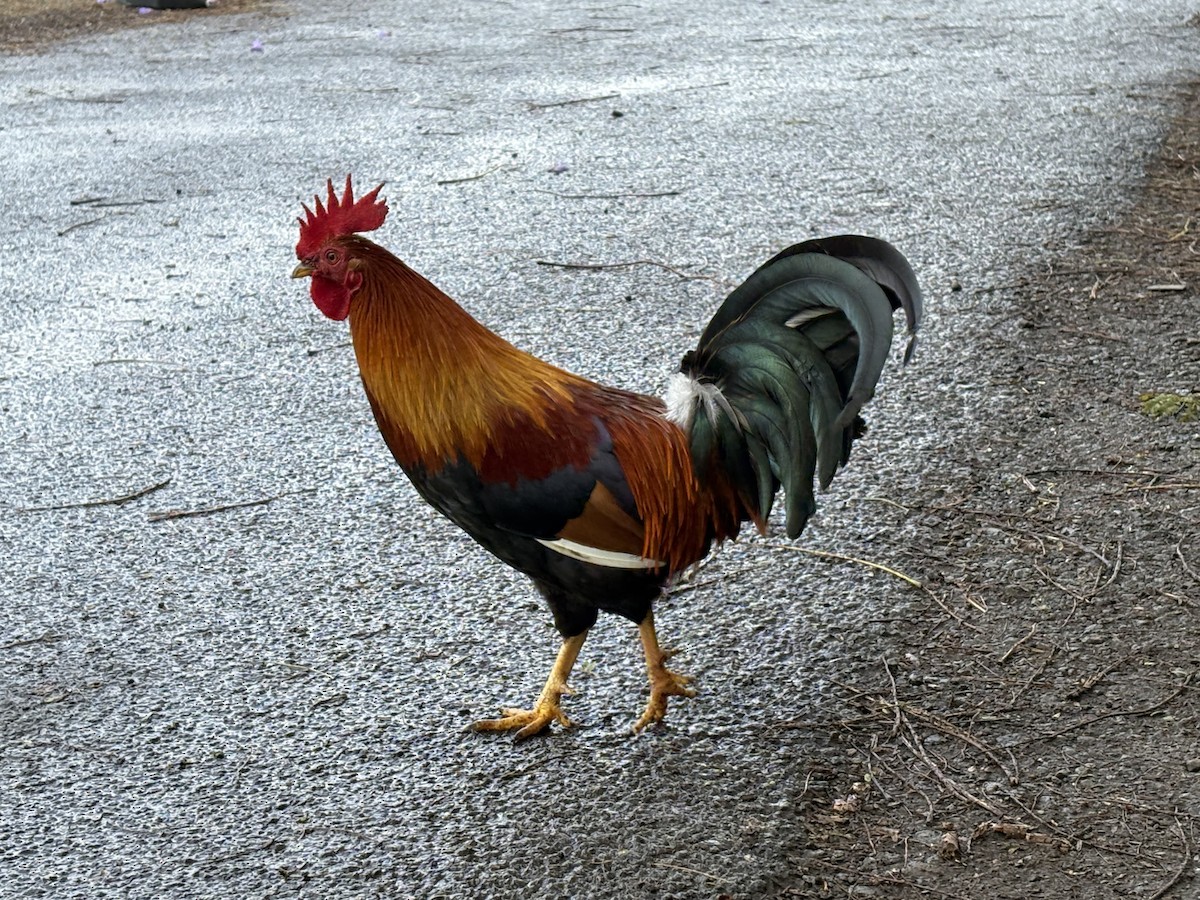 Red Junglefowl (Domestic type) - ML646072995