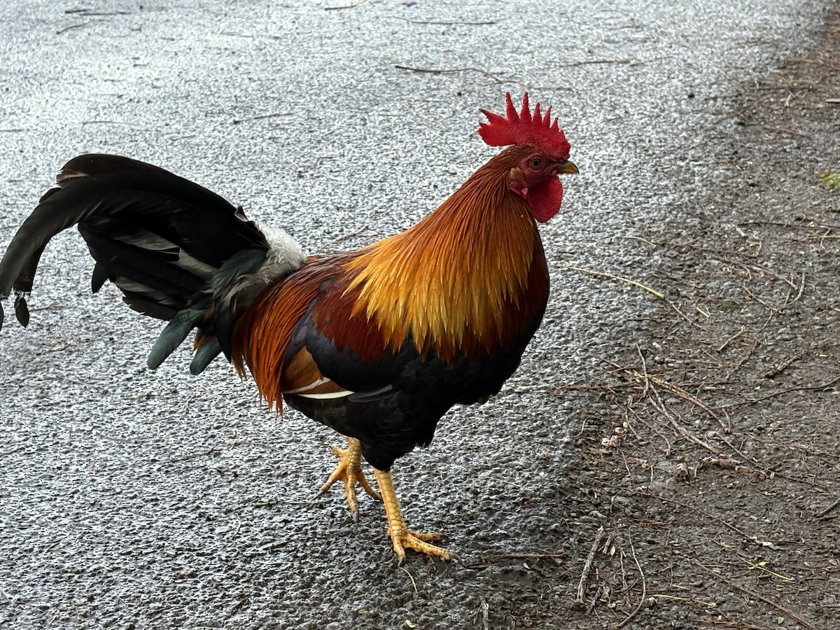 Red Junglefowl (Domestic type) - ML646072996