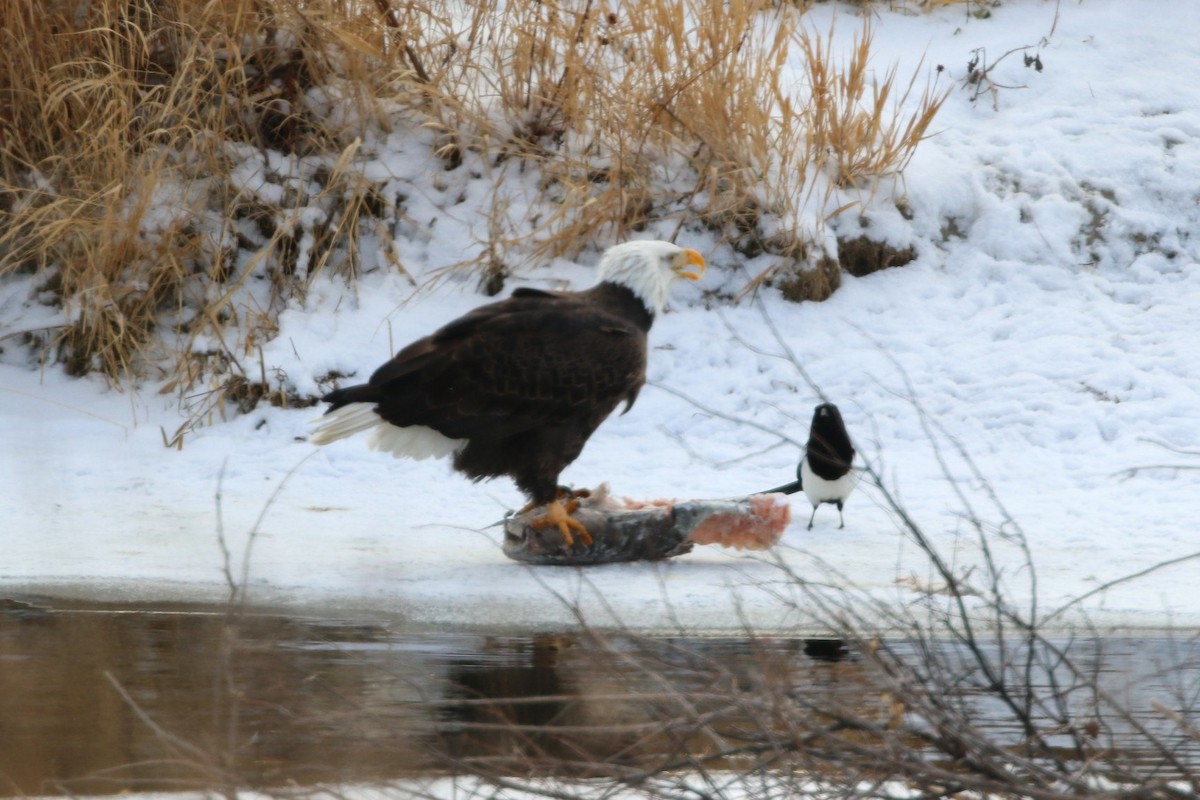 Bald Eagle - ML646073005