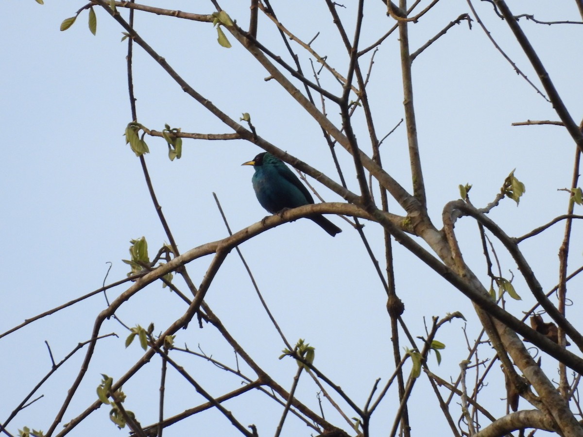 Green Honeycreeper - ML646073006