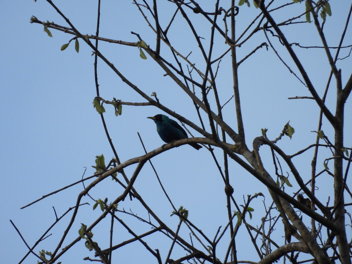 Green Honeycreeper - ML646073007