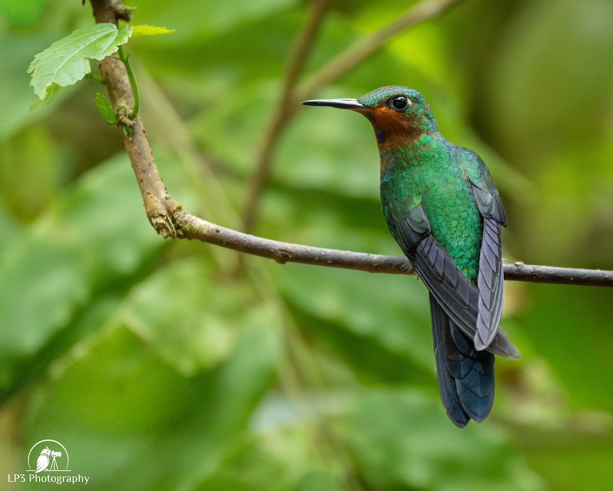 Green-crowned Brilliant - ML646073010