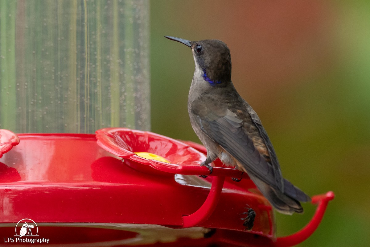 Brown Violetear - ML646073012