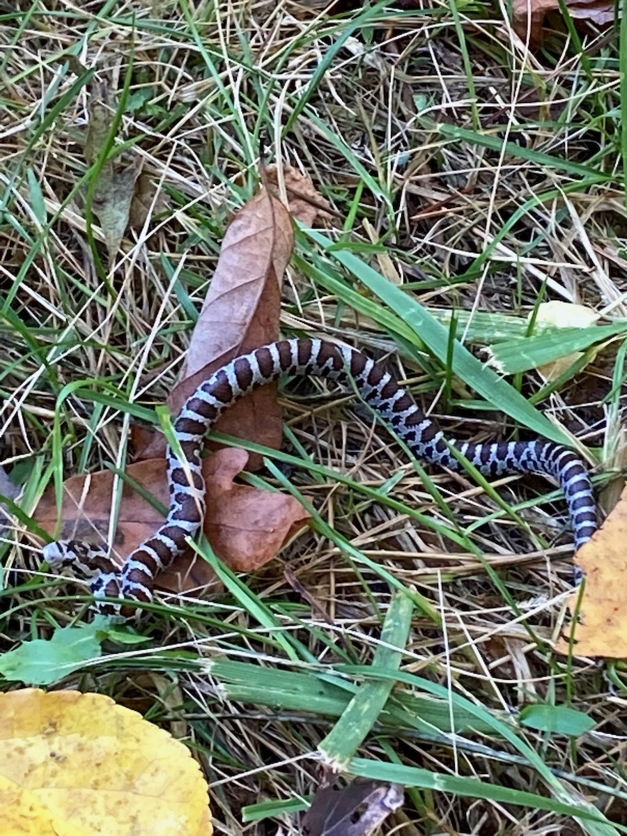 Eastern Milksnake - ML646073013