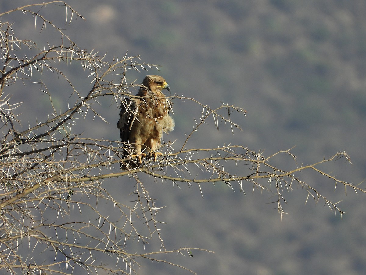 Tawny Eagle - ML646073018