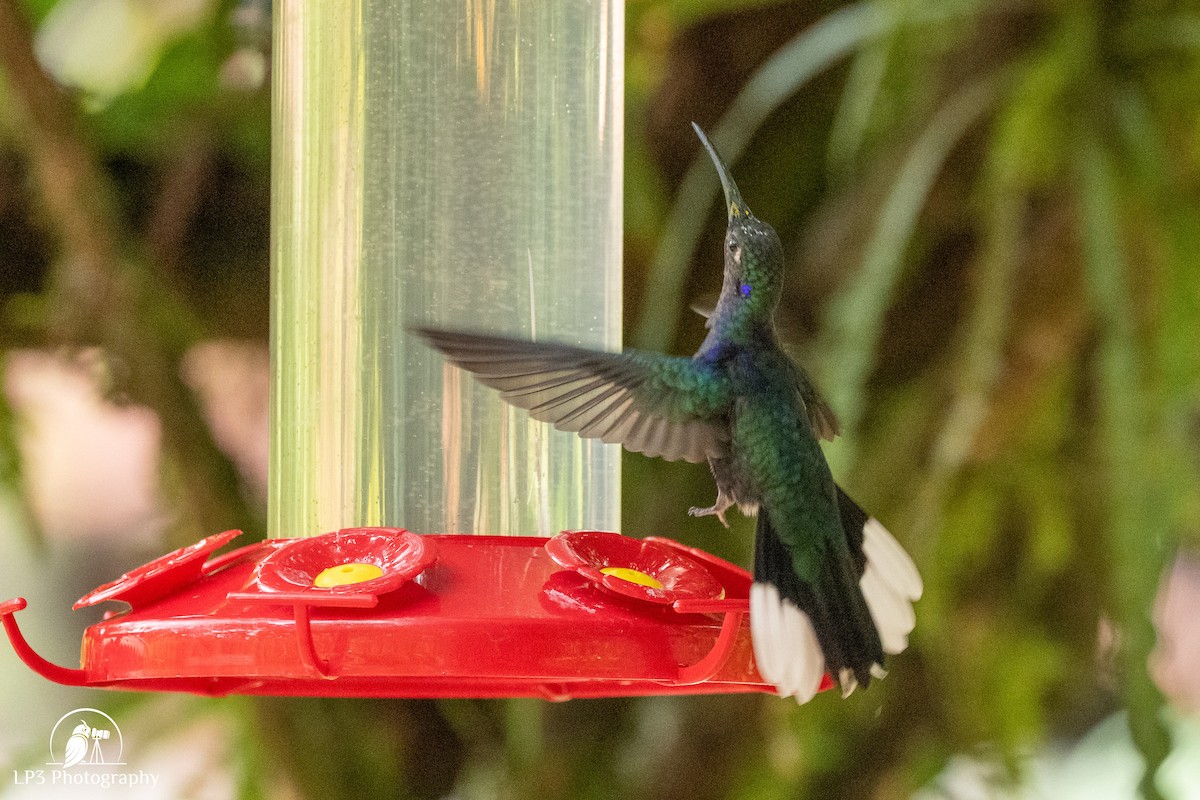 Violet Sabrewing - ML646073019