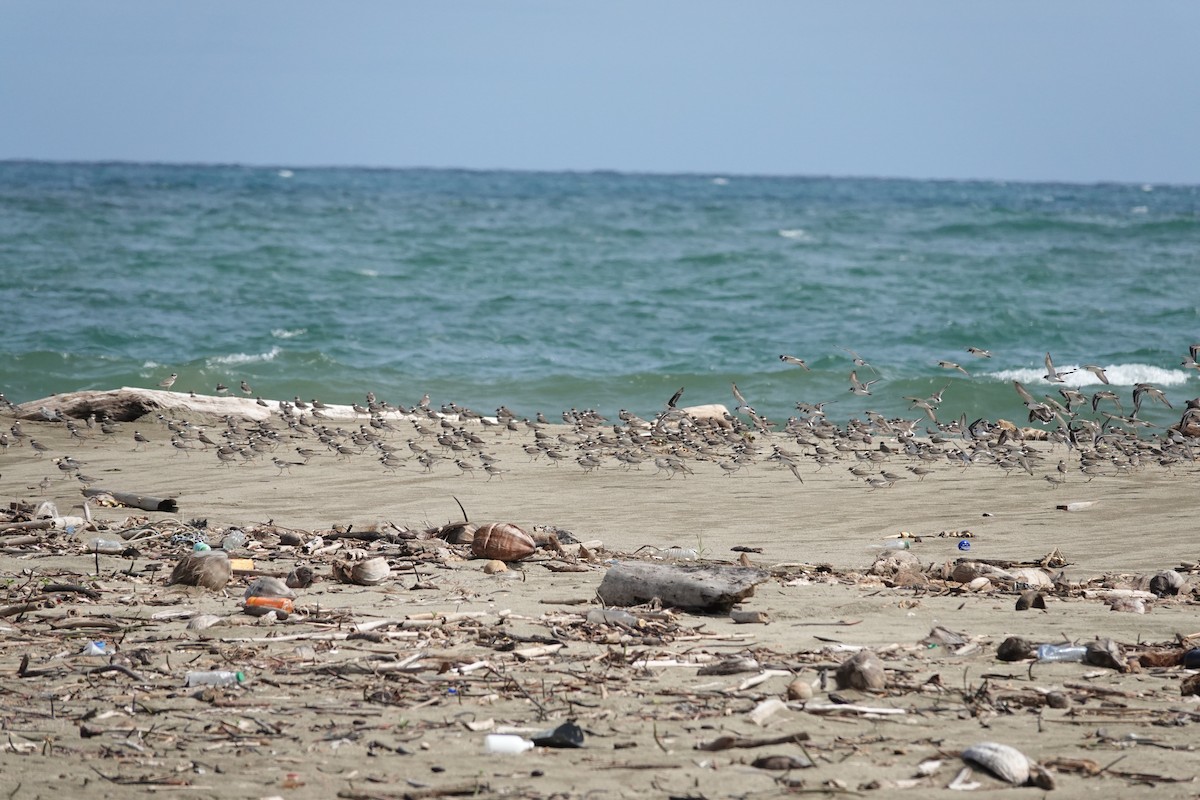 Semipalmated Plover - ML646073023