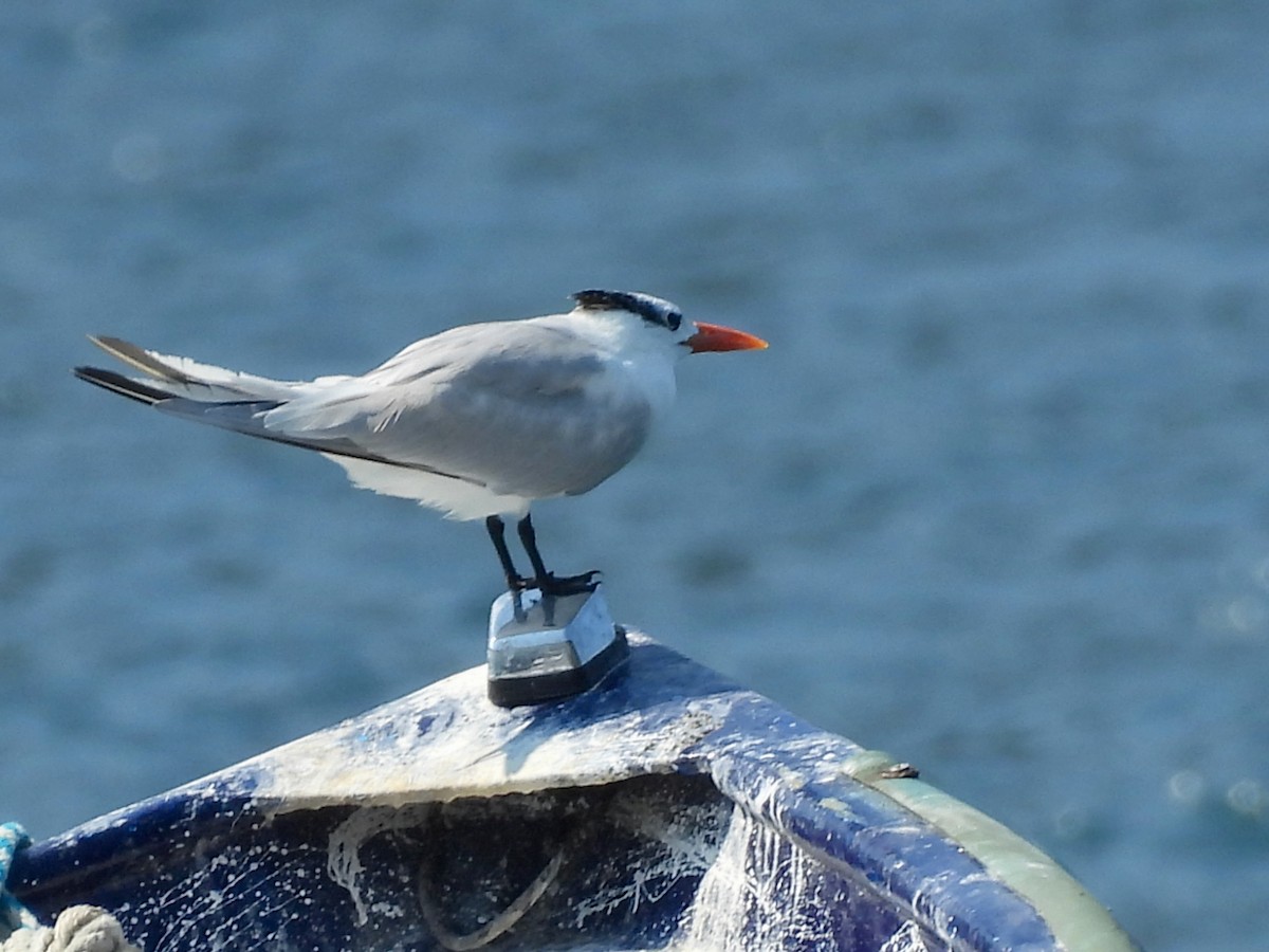 Royal Tern - ML646073026