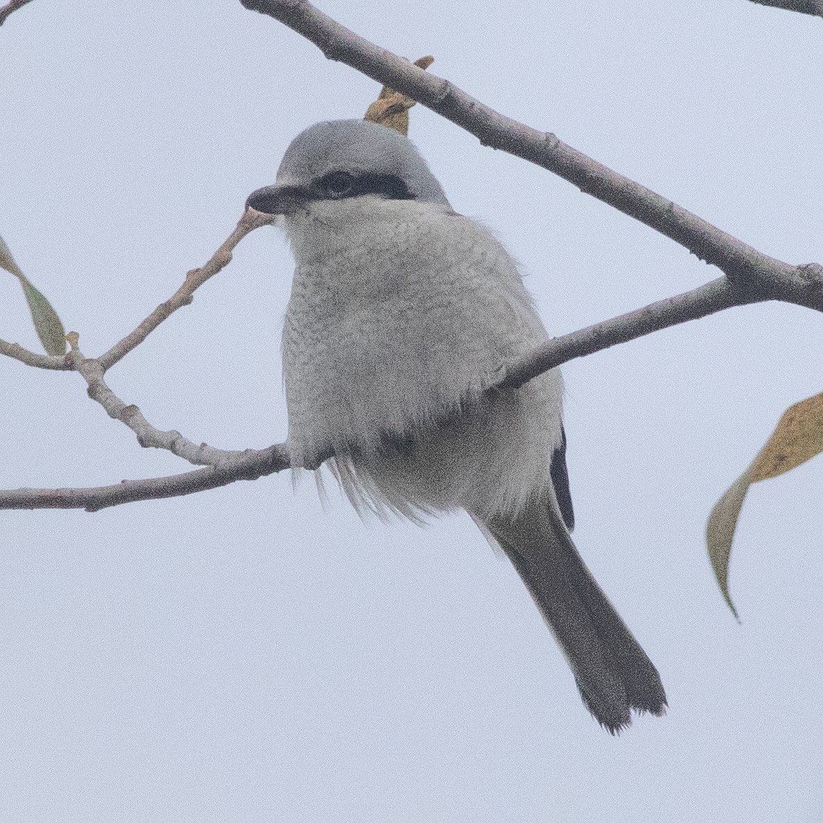 Northern Shrike - ML646073027