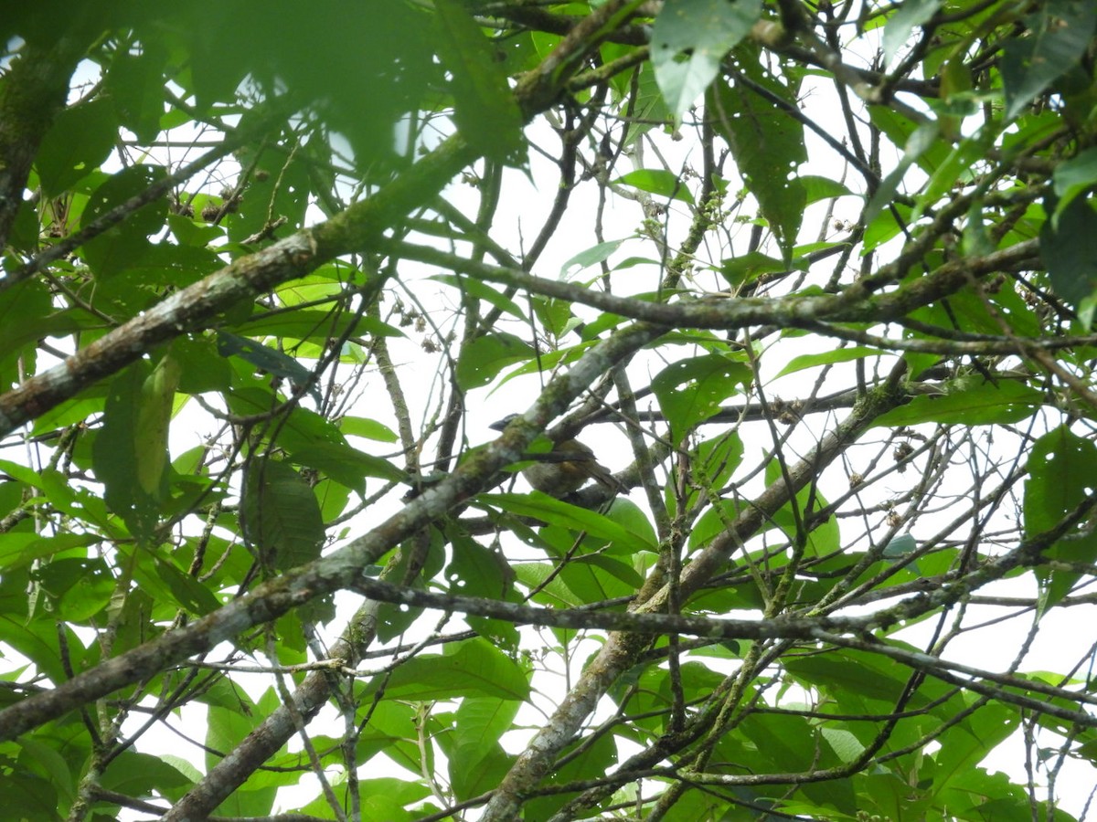 Buff-throated Saltator - ML646073030