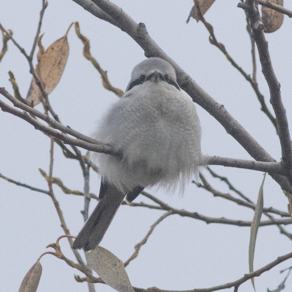 Northern Shrike - ML646073036