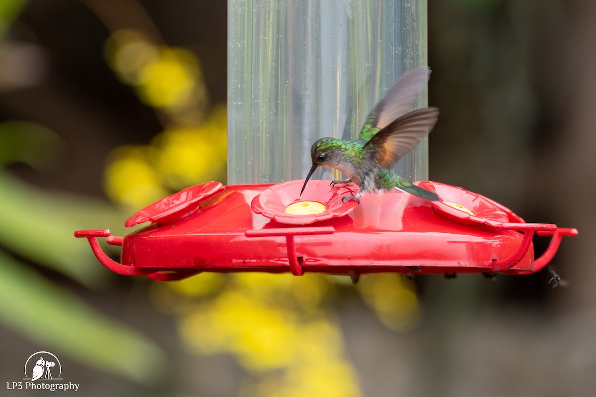 Stripe-tailed Hummingbird - ML646073044