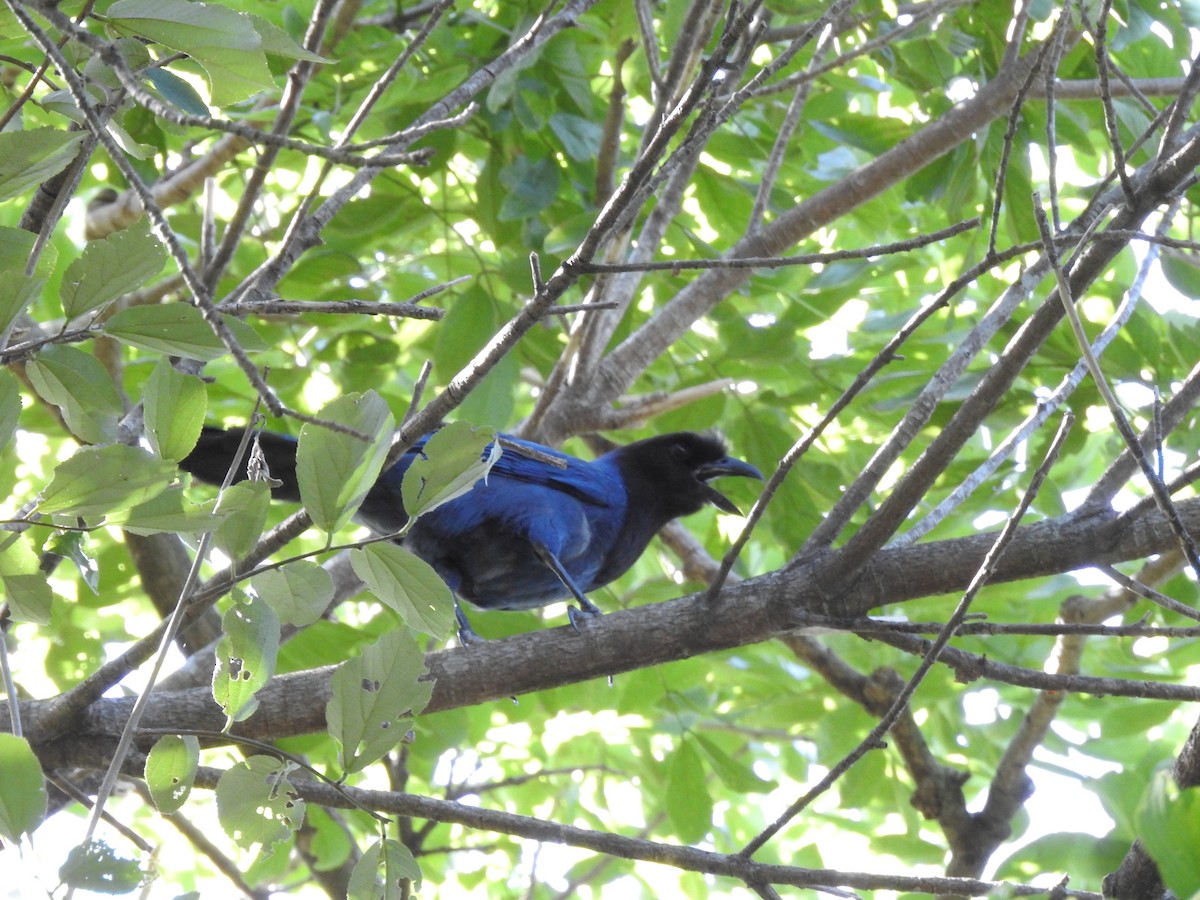 Azure Jay - ML646073053