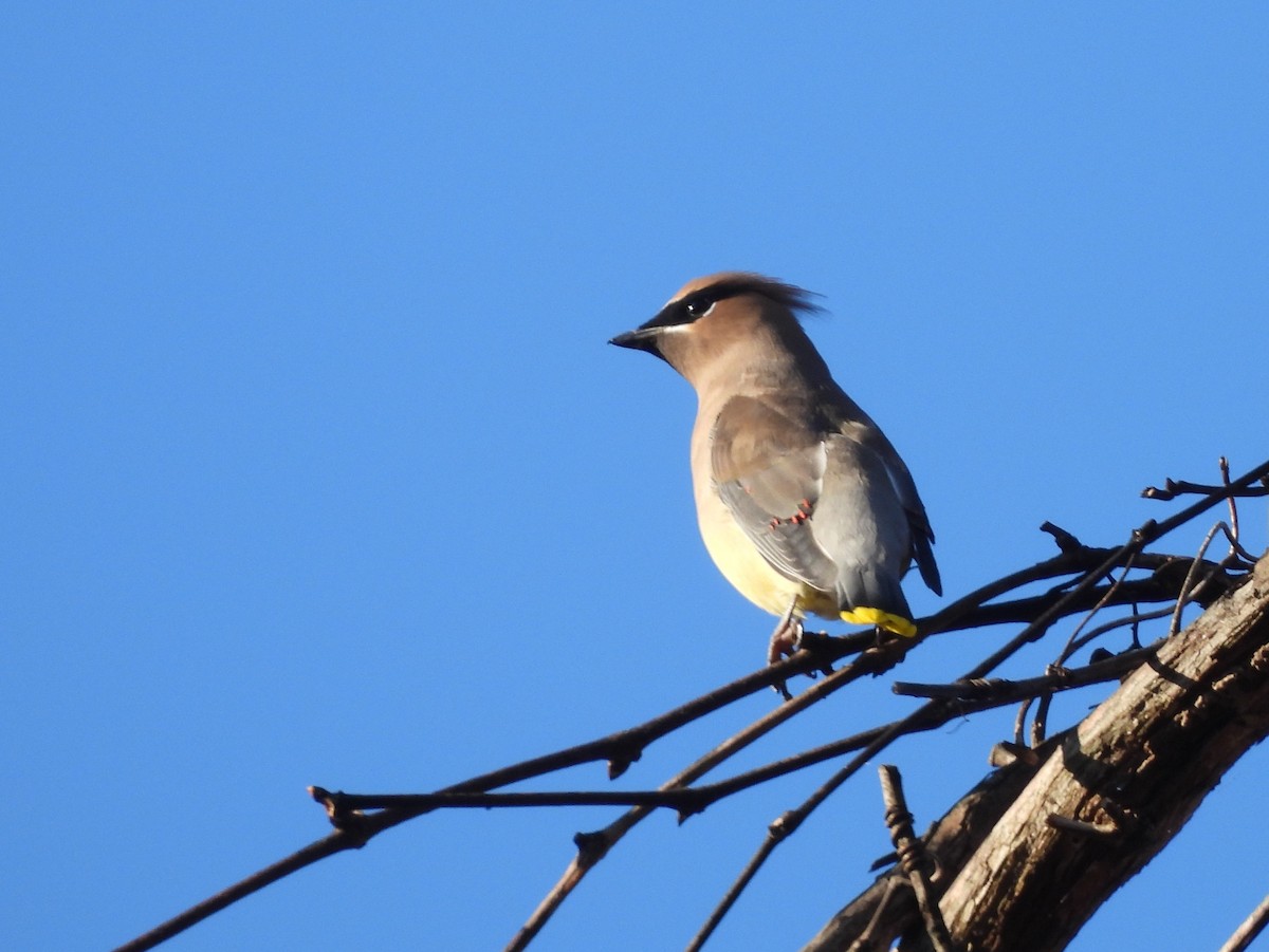 ヒメレンジャク - ML646073054