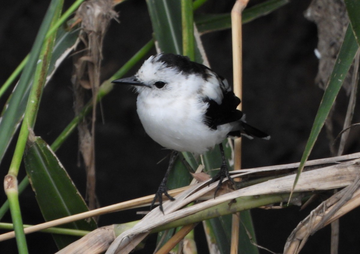 Pied Water-Tyrant - ML646073059