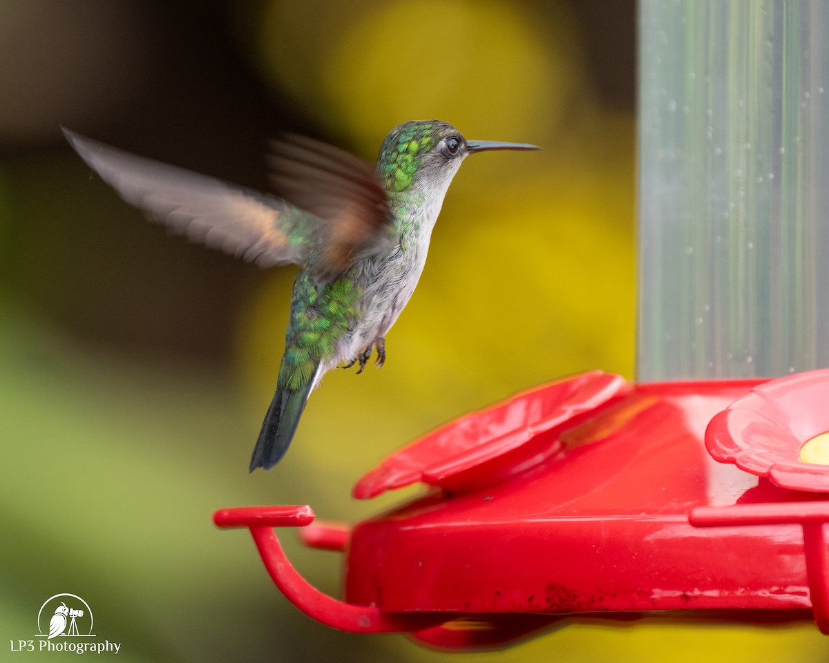 Stripe-tailed Hummingbird - ML646073061