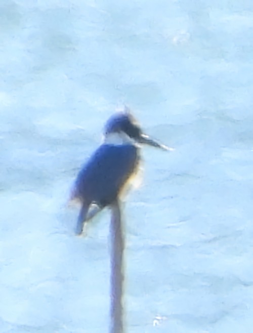 Belted Kingfisher - ML646073064