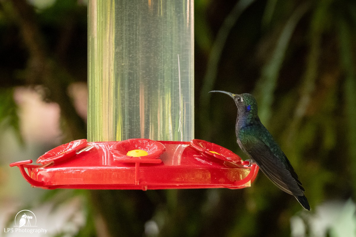 Violet Sabrewing - ML646073068