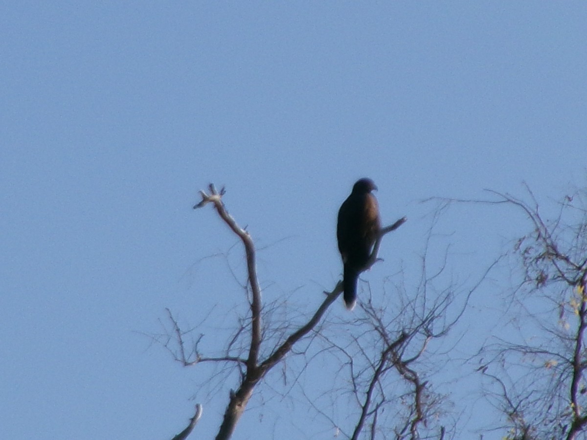 káně Harrisova - ML646073070