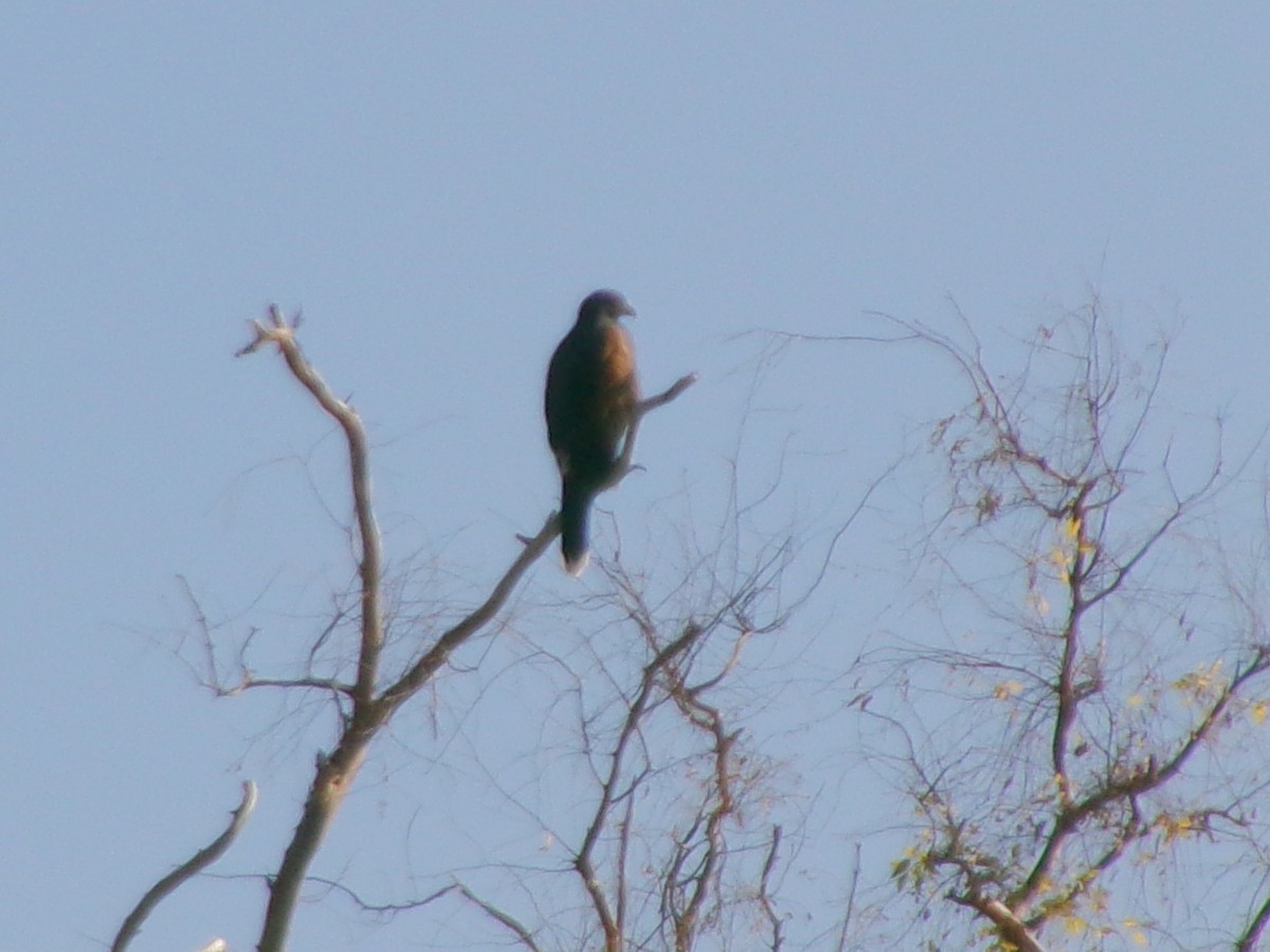 káně Harrisova - ML646073078