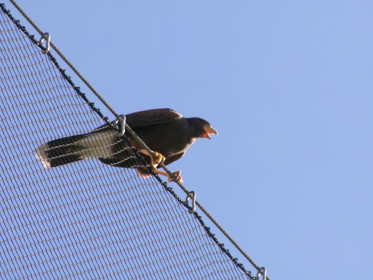 káně Harrisova - ML646073079