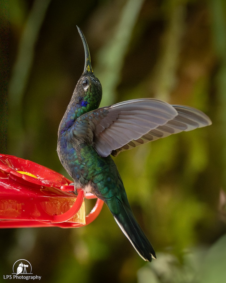 Violet Sabrewing - ML646073080