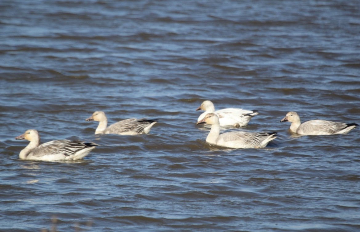 Snow Goose - ML646073086