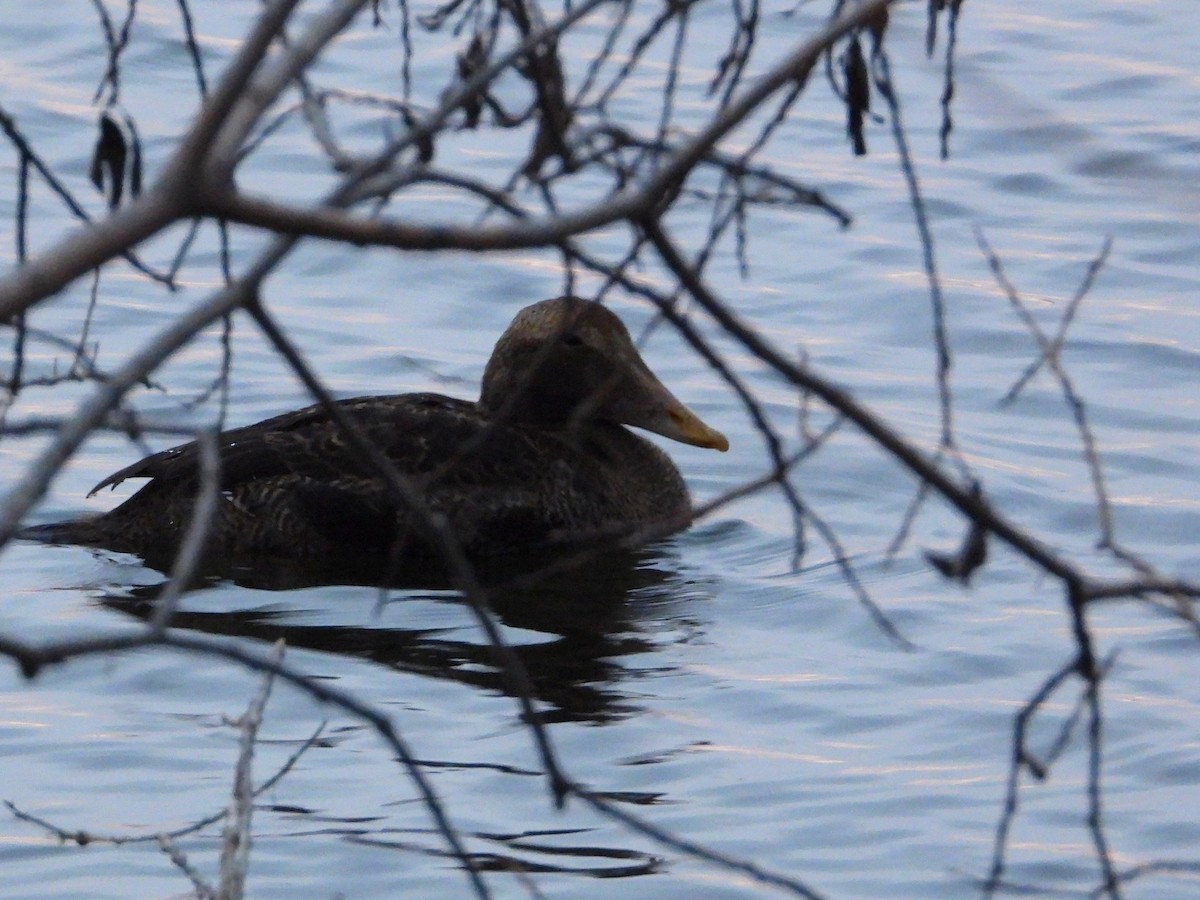 Common Eider - ML646073094