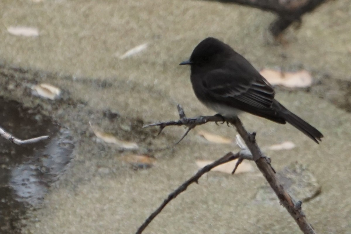 Black Phoebe - ML646073095