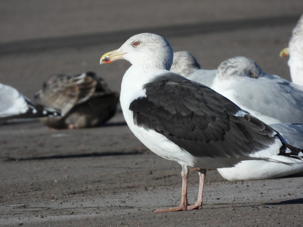 Great Black-backed Gull - ML646073096