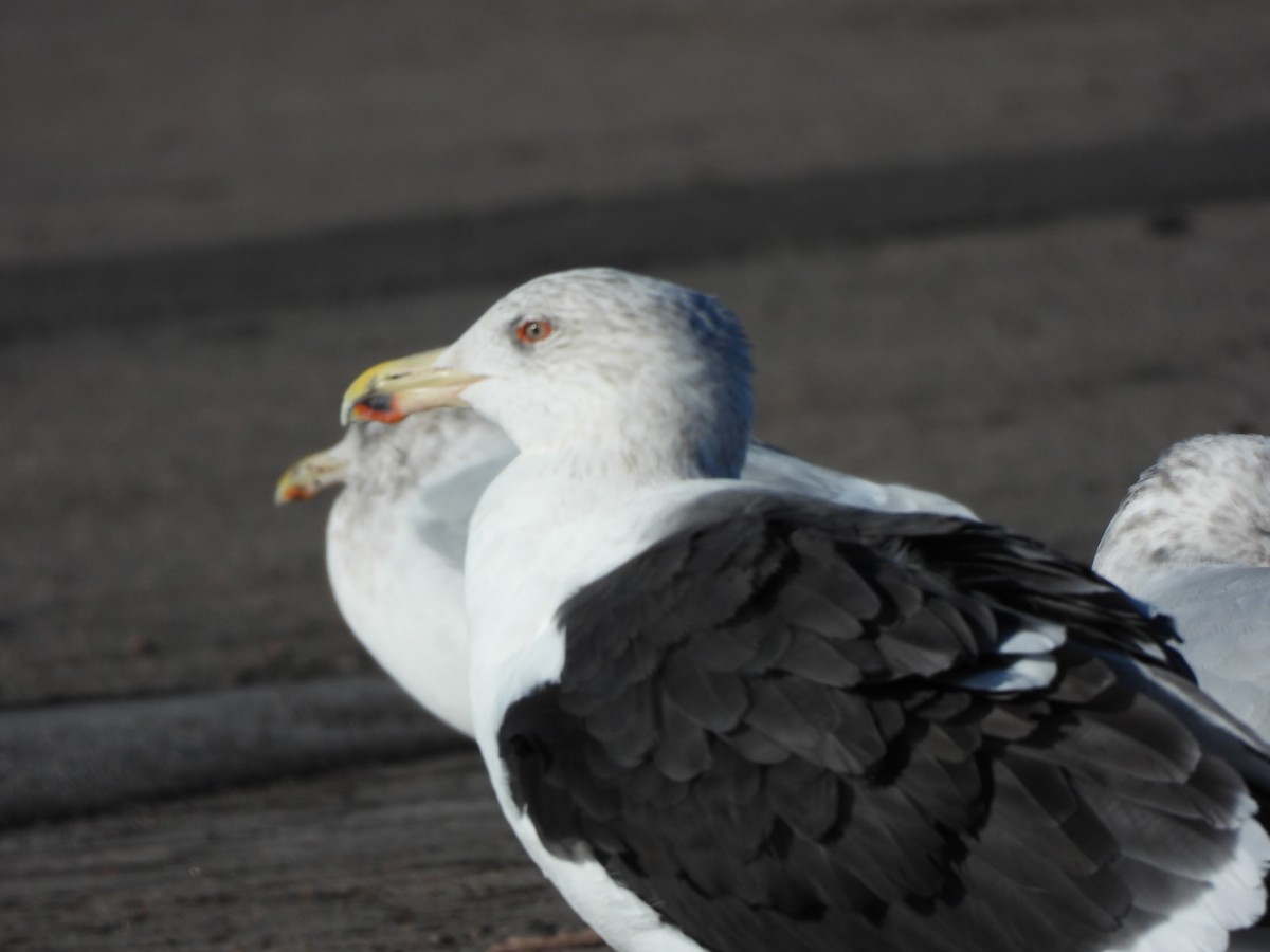 Great Black-backed Gull - ML646073097