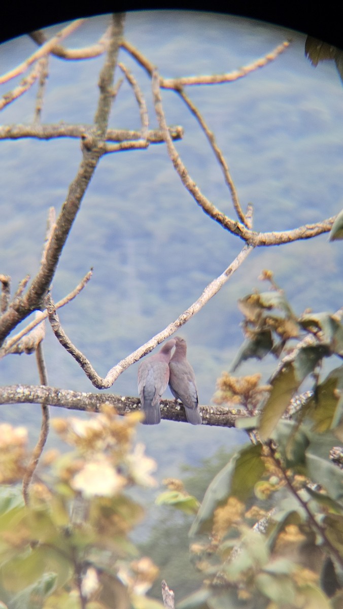 Red-billed Pigeon - ML646073099