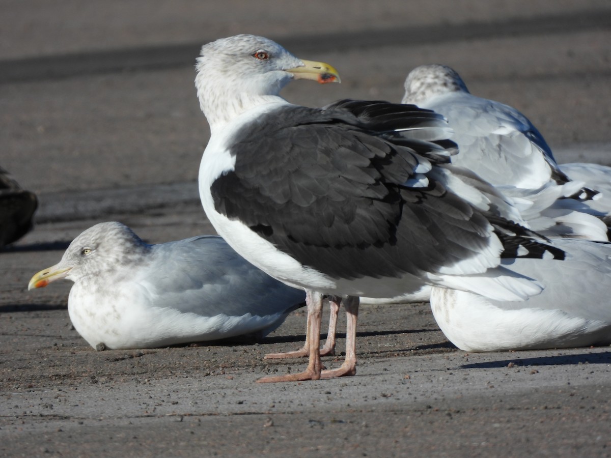 Great Black-backed Gull - ML646073100