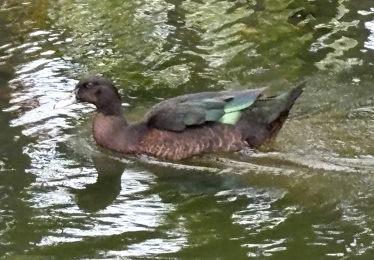 Muscovy Duck (Domestic type) - ML646073101