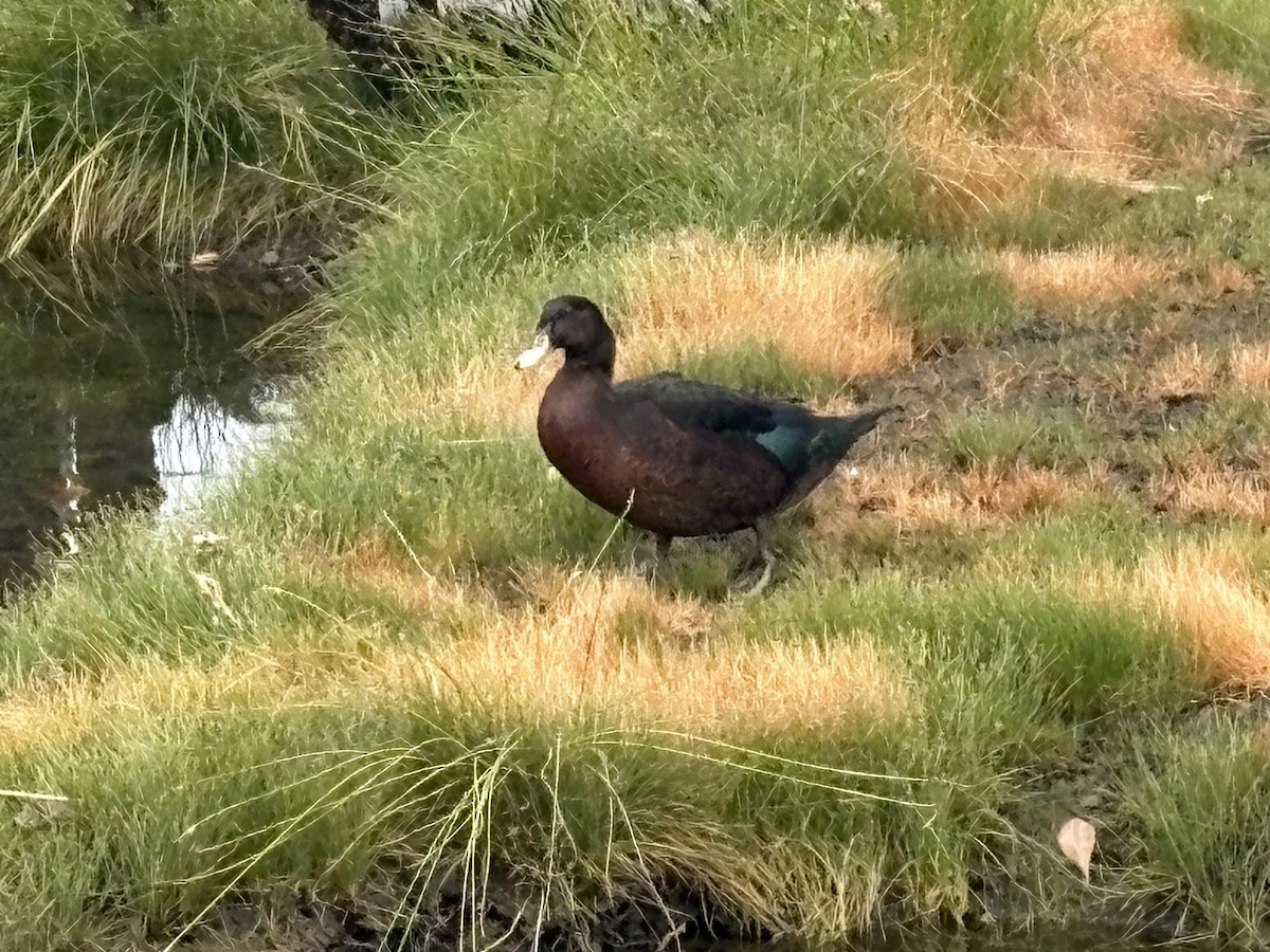 Muscovy Duck (Domestic type) - ML646073102