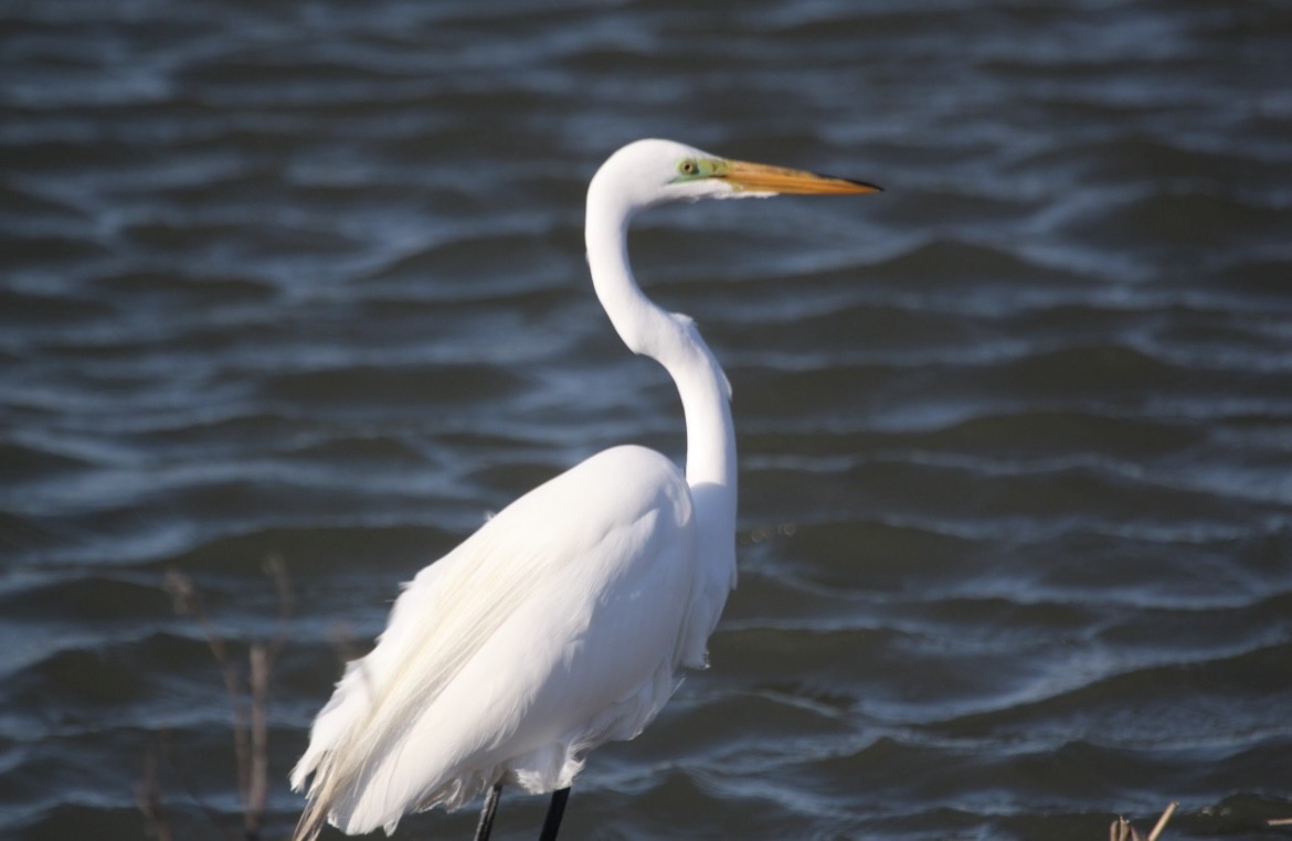 Great Egret - ML646073107