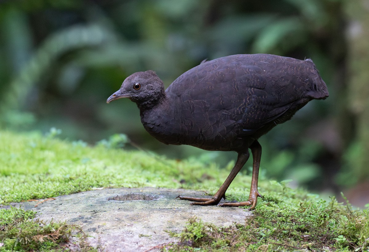 Karaca Tinamu - ML646073121