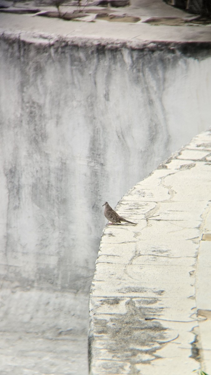 Inca Dove - ML646073125