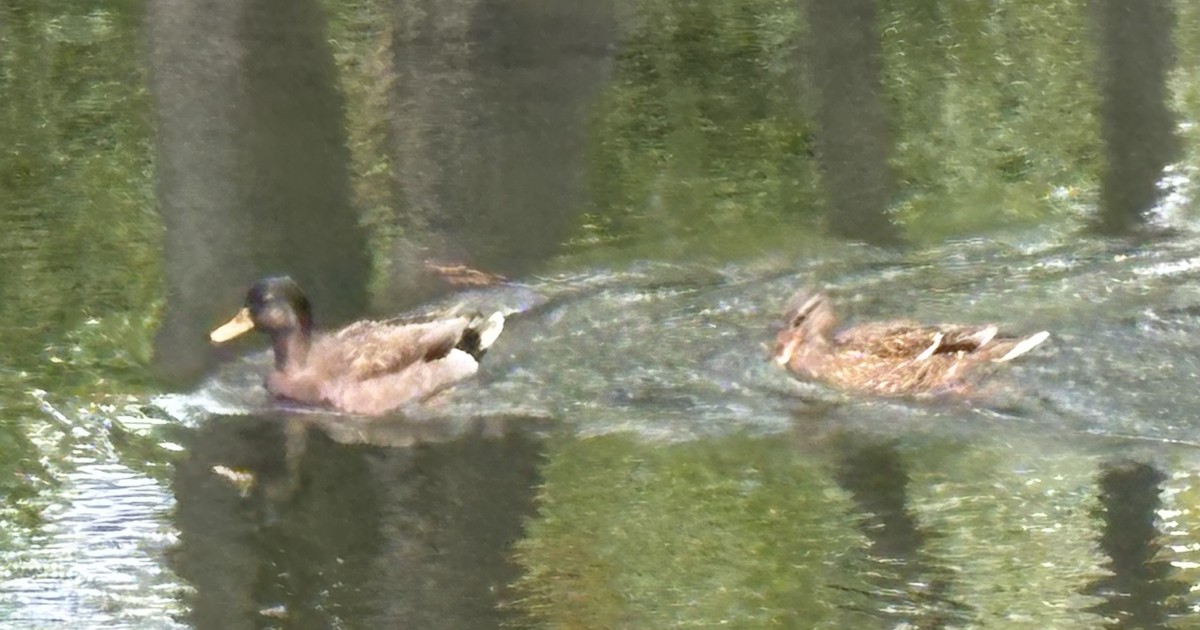 Mallard (Domestic type) - ML646073128