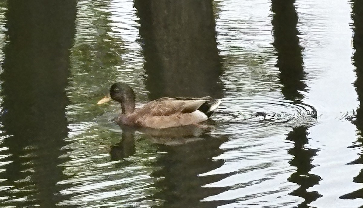 Mallard (Domestic type) - ML646073129